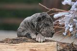 DOGUE ALLEMAND 977